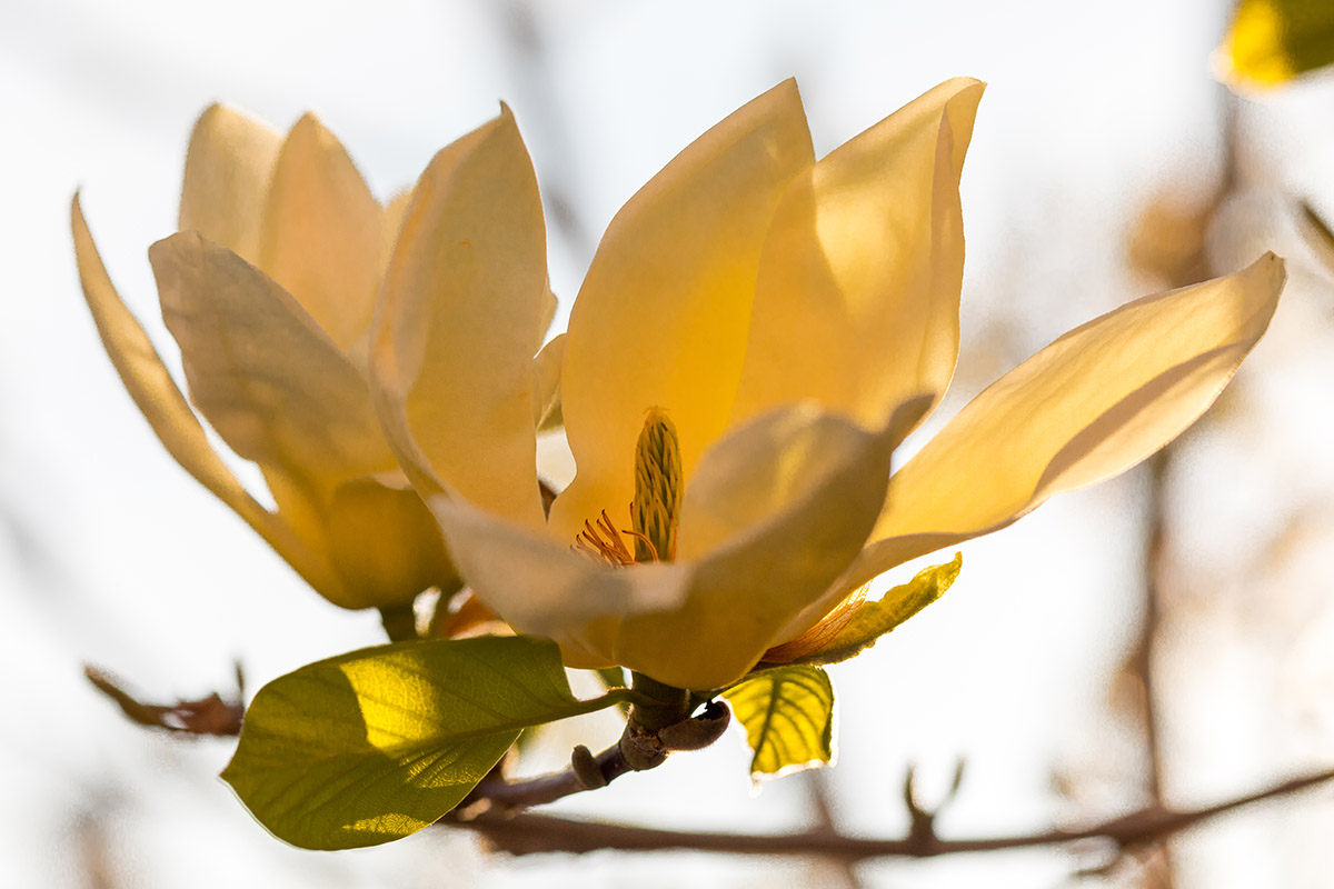 duzy zolty kwiat magnolii yellow duży żółty kwiat magnolii yellow na gałęzi na tle niebieskiego nieba