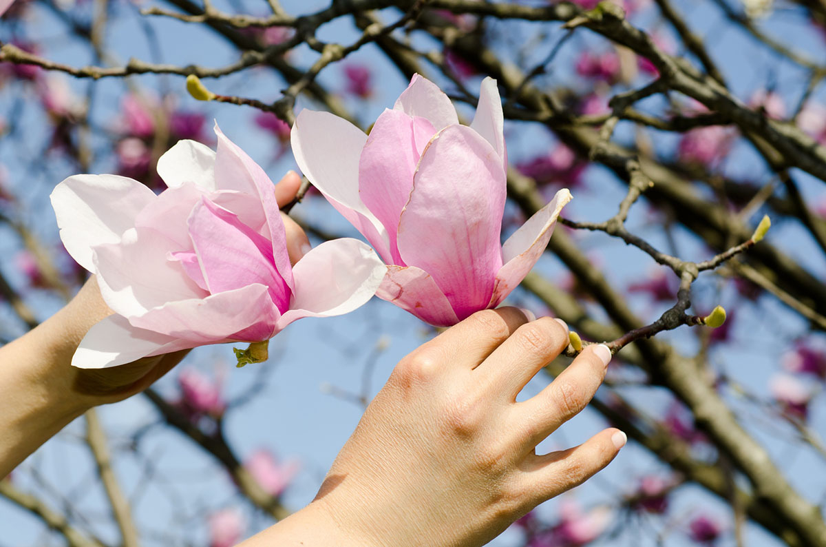 dwie rece trzymaja po jednej magnolii posredniej dwie kobiece ręcę podtrzymują po jednym kwiacie magnolii pośredniej