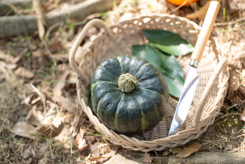 dynia kabocha dynia kabocha w koszyczku wraz z nozem