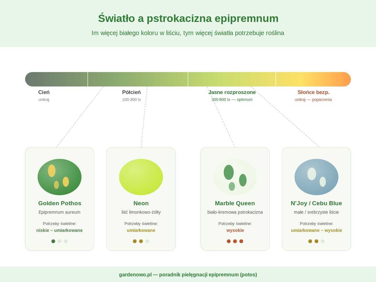 Światło a pstrokacizna epipremnum Infografika wymagań świetlnych epipremnum potos