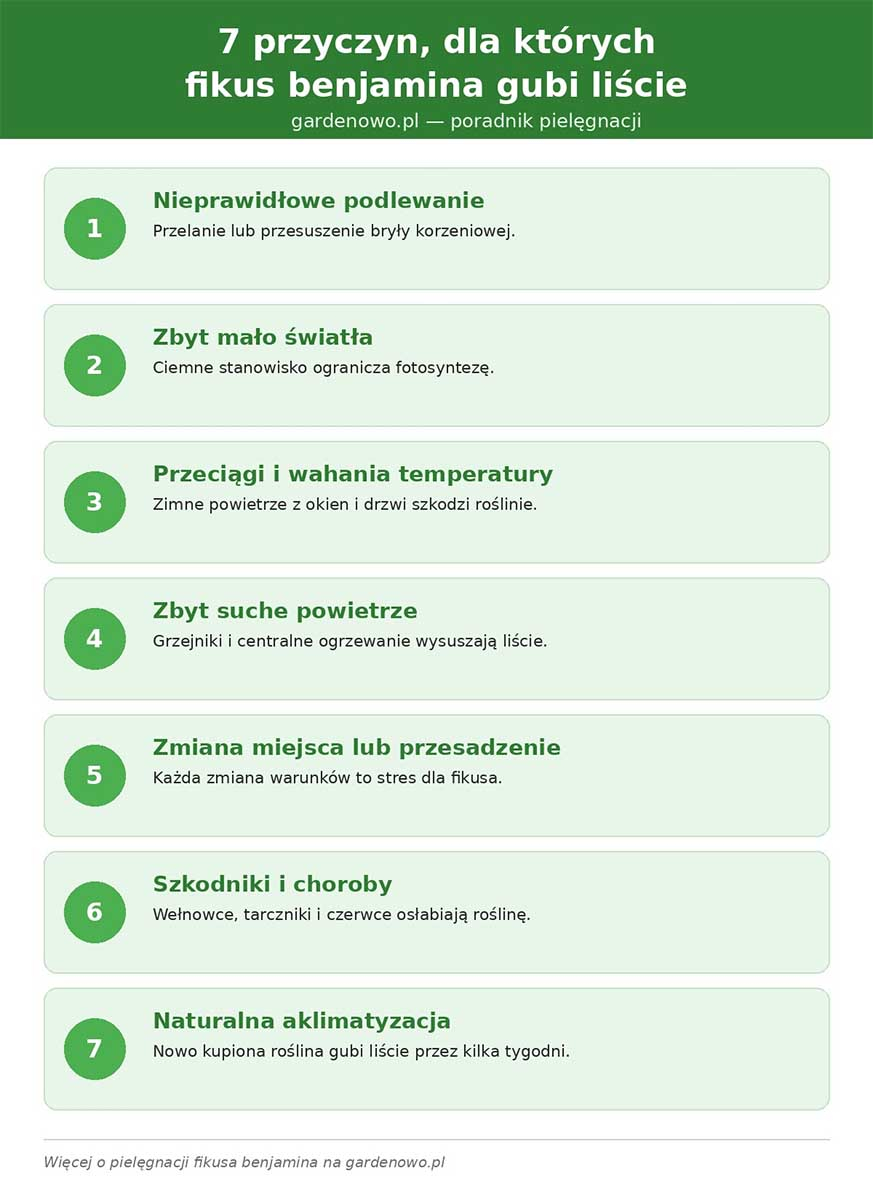 Przyczyny gubienia liści przez fikusa Infografika 7 przyczyn gubienia liści przez fikusa benjamina