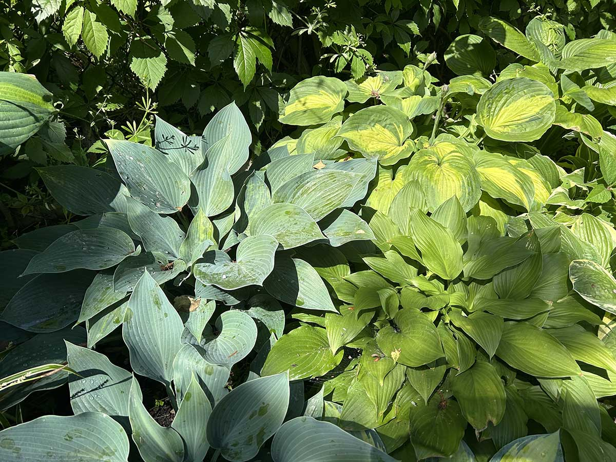 Dwie odmiany funkii rosnące obok siebie w ogrodzie: niebieskawa hosta po lewej oraz zielono-żółta odmiana po prawej, oświetlone słońcem.