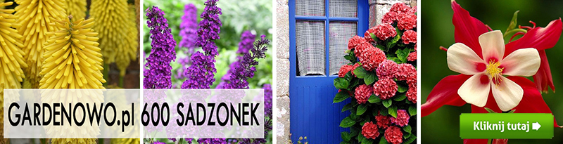 różne kolorowe sadzonki gardenowo.live