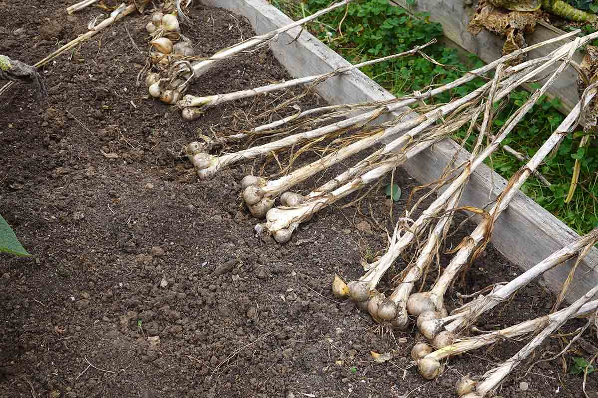 Co posadzić po czosnku Grządka po zbiorze czosnku przygotowana pod drugi siew