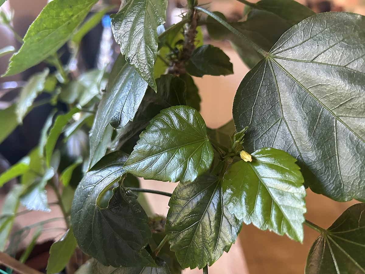 Zdrowe liście i pąki hibiskusa Błyszczące, zdrowe liście hibiskusa domowego z młodym pąkiem kwiatowym