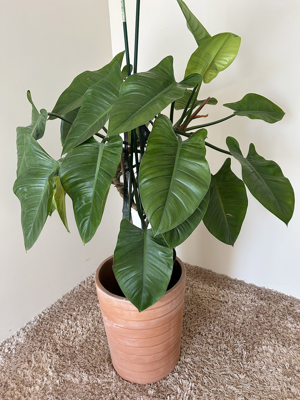 filodendron