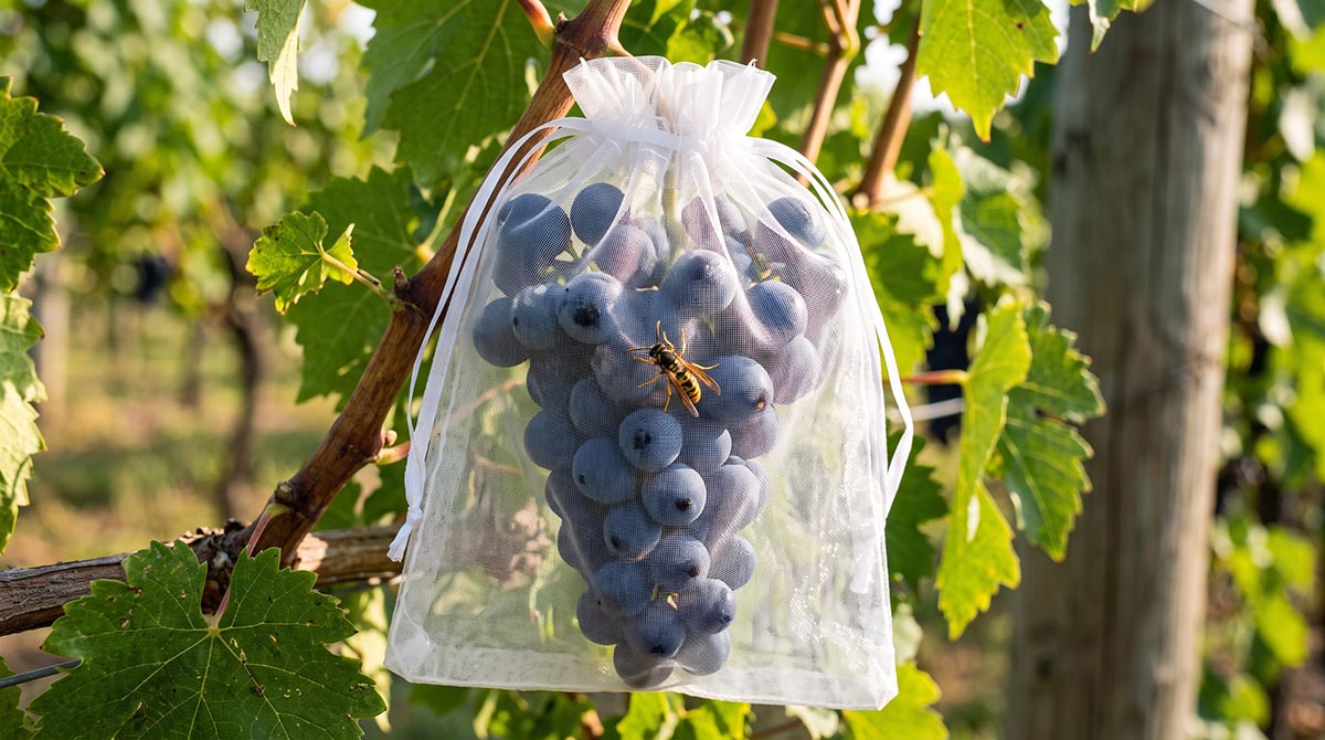 Ochrona winogron przed osami za pomocą woreczka z organzy Dojrzała kiść ciemnych winogron zabezpieczona białym woreczkiem z siatki organzy przed siedzącą na zewnątrz osą w winnicy