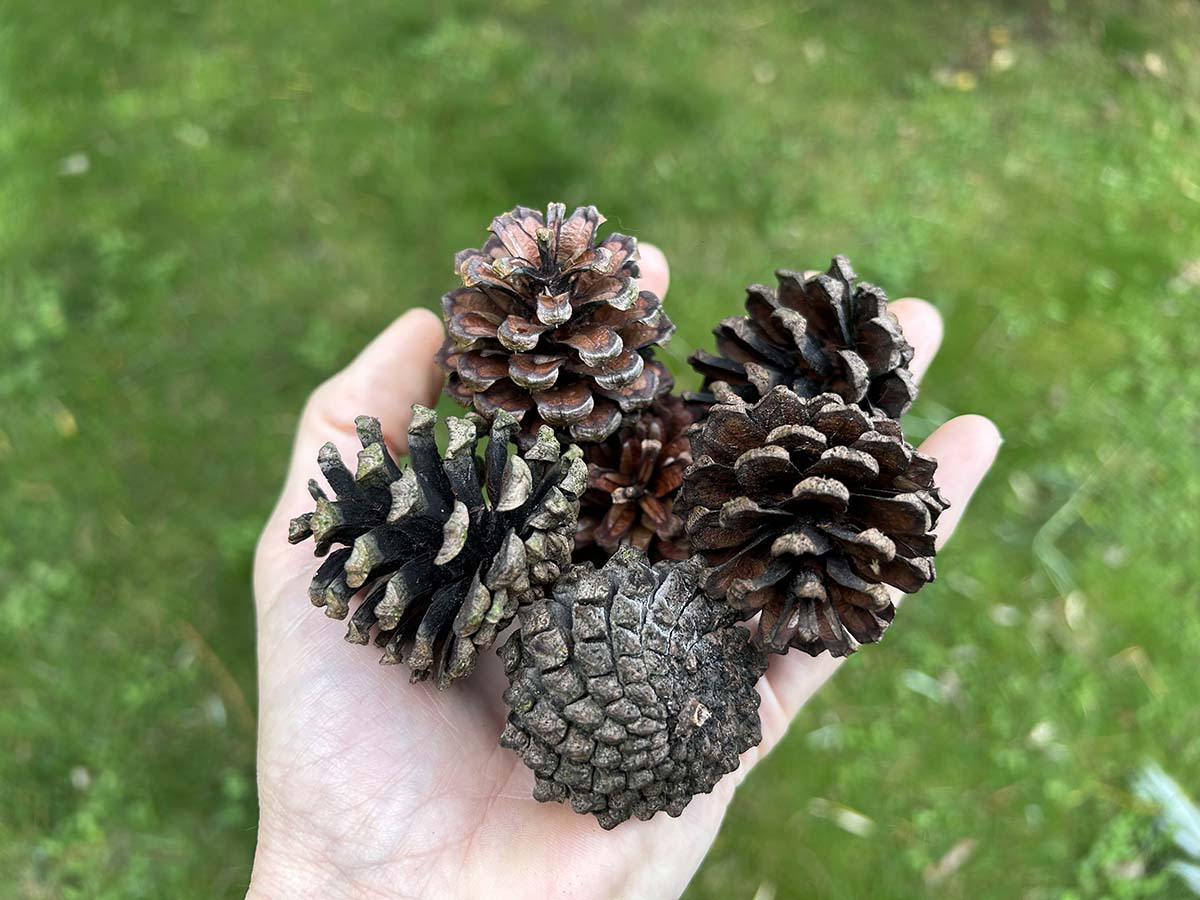 Selekcja szyszek sosnowych do wykorzystania w ogrodzie Ogrodnik trzyma w dłoni różne zebrane szyszki sosnowe przygotowane do prac w ogrodzie.