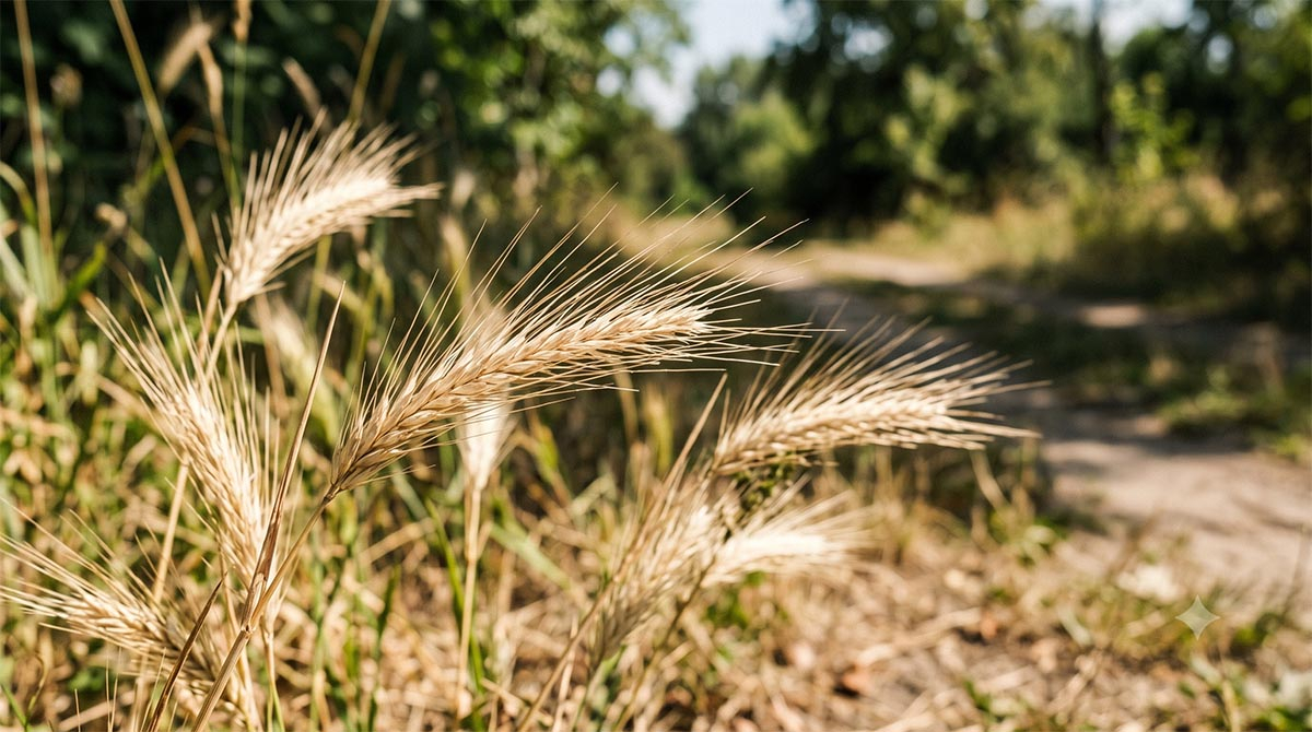 Jęczmien płonny (Hordeum murinum) - charakterystyczny kłos i ostki Dojrzałe kłosy jęczmienia płonnego z oryginalnymi sztywnymi ostkami na obrzeżu trawnika