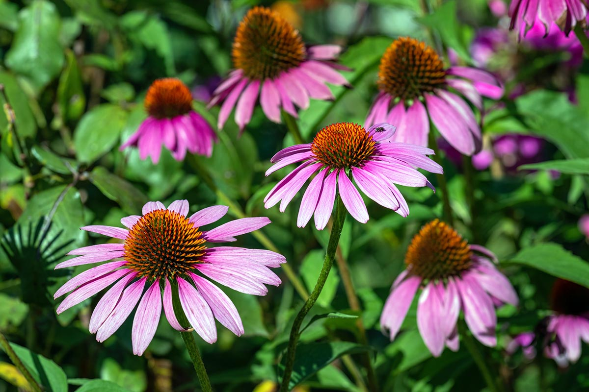 Jeżówka purpurowa (Echinacea) – naturalne wsparcie odporności. Piękna, różowa jeżówka purpurowa kwitnąca na słonecznej grządce ziołowej.