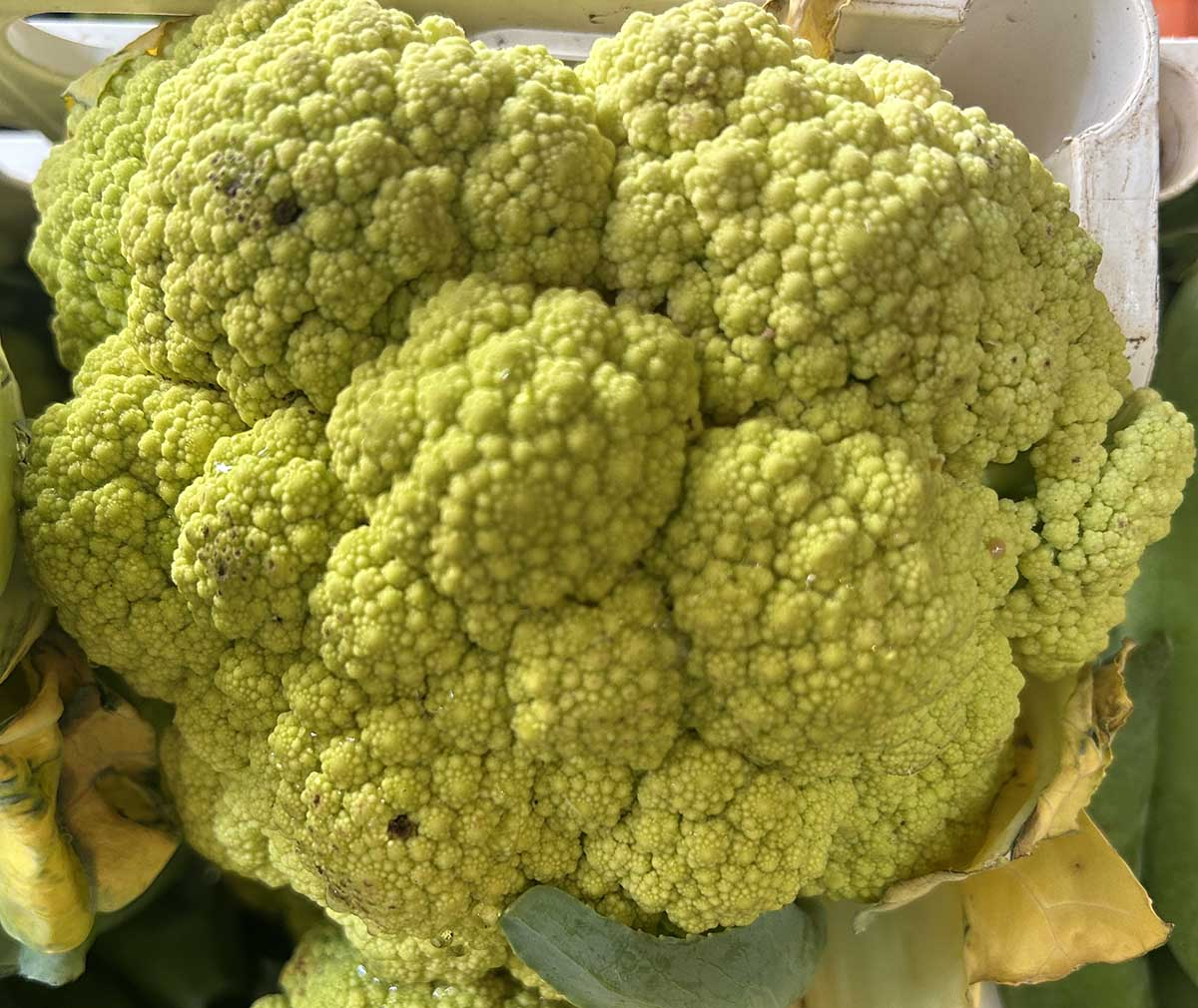 Świeża główka kalafiora romanesco Świeża, jędrna główka zielonego kalafiora romanesco o jasnozielonych, drobnych różyczkach