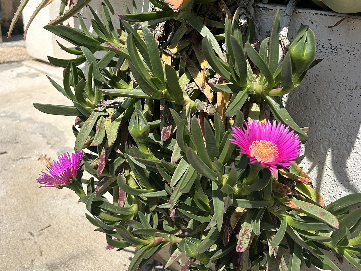 Karpobrot jadalny (Carpobrotus edulis) = kwitnący sukulent w donicy. Karpobrot jadalny w donicy na tarasie, pokazujący gęste zielone liście i jaskraworóżowe kwiaty na tle kamiennej ściany.