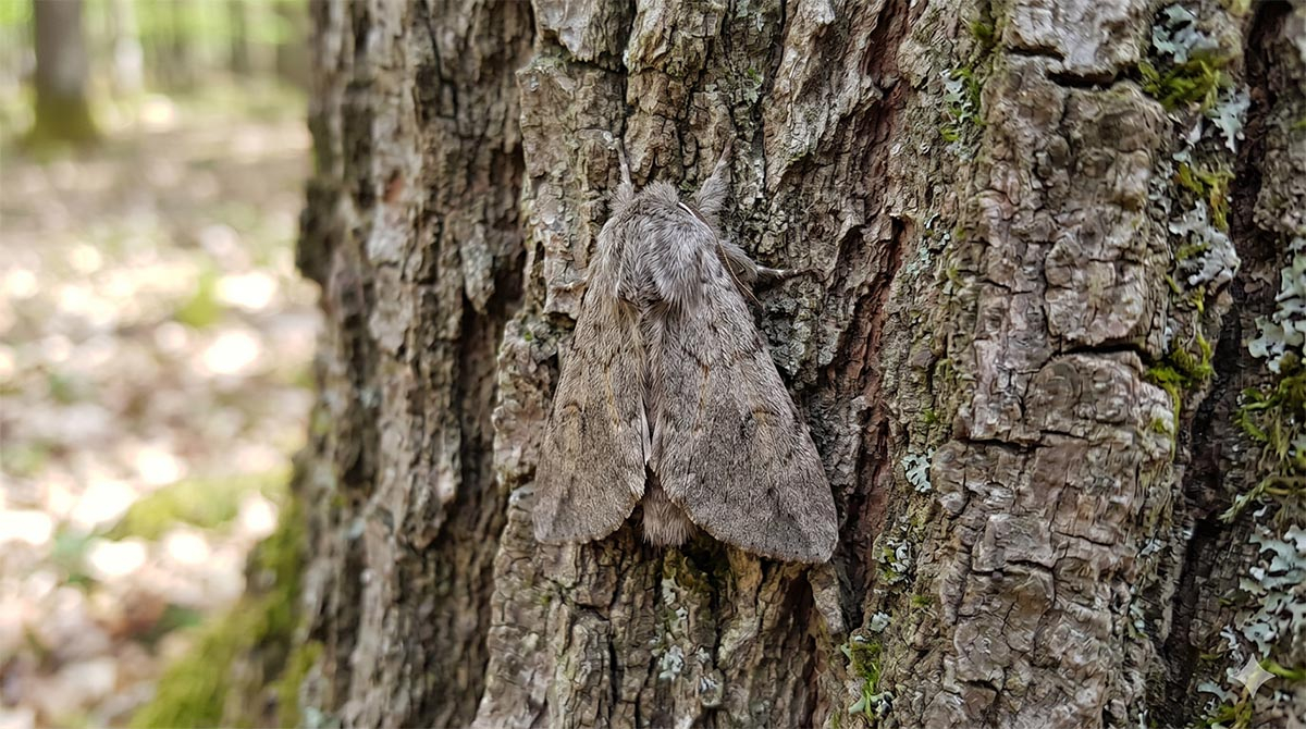 Dorosły motyl nocny (ćma) korowódka dębówka o szaro-brunatnych, lekko owłosionych skrzydłach i tułowiu, siedzący pionowo na chropowatej, spękanej korze pnia drzewa w lesie. Ćma idealnie wtapia się w otoczenie dzięki barwom ochronnym.