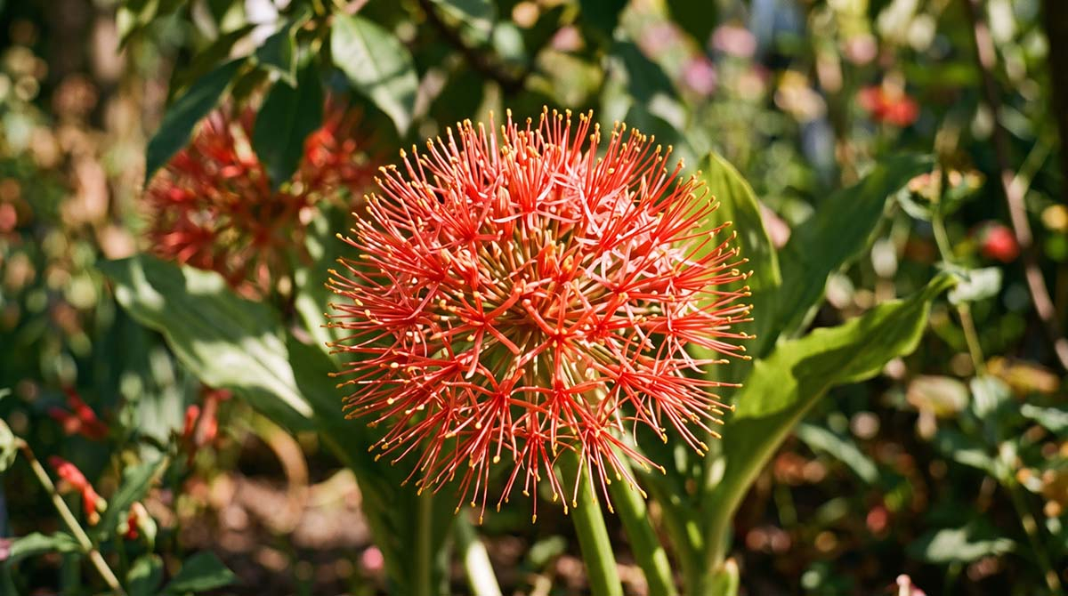 Zbliżenie na kulisty, czerwony kwiatostan krasnokwiatu Katarzyny (Scadoxus multiflorus) z widocznymi żółtymi pylnikami, rosnący w ogrodzie.