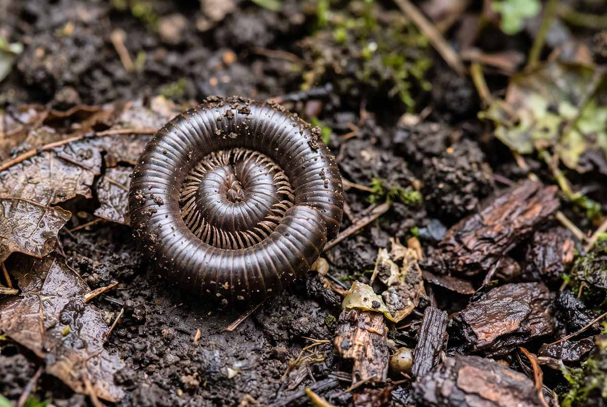Krocionóg - niegroźny wij, który zwija się w spiralę Krocionóg zwinięty w spiralę na wilgotnej ziemi w ogrodzie
