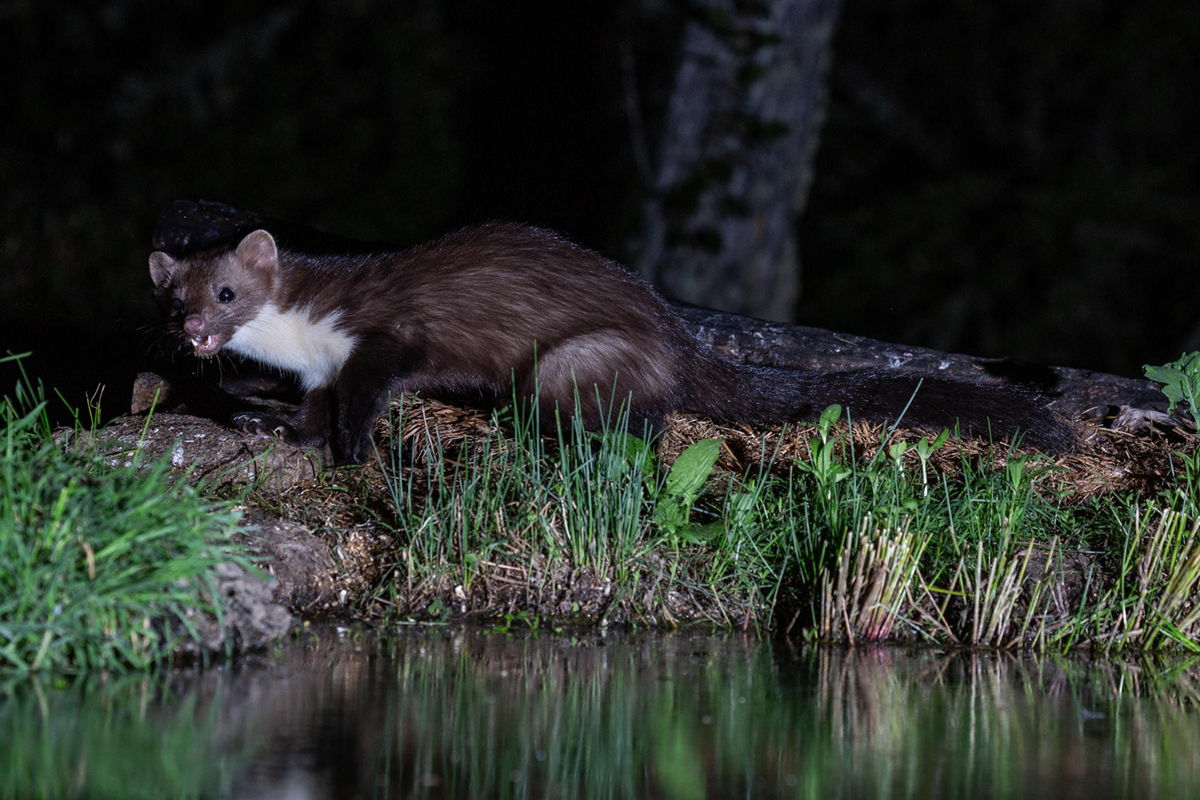 kuna noca sfotografowana nad woda