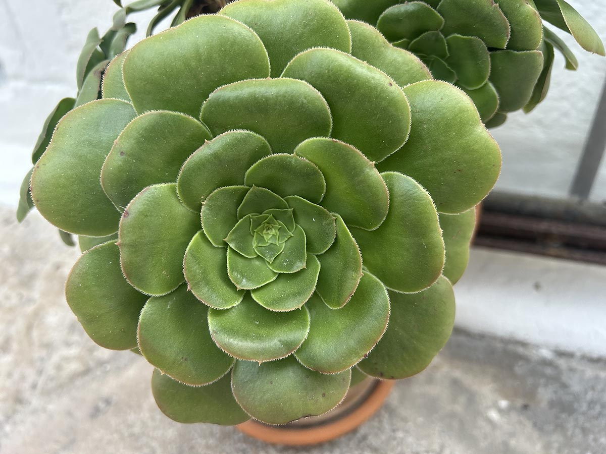 Eonium eonium