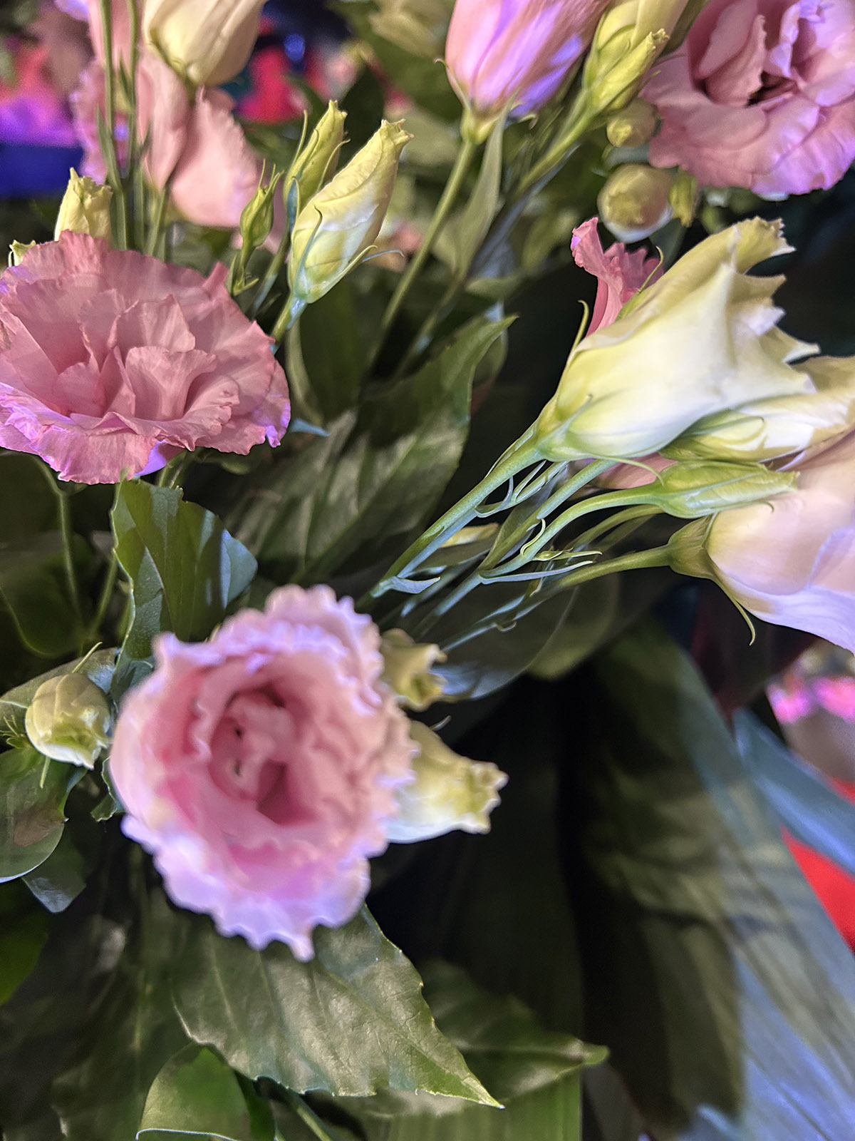 Kwiat eustoma kwiat eustoma