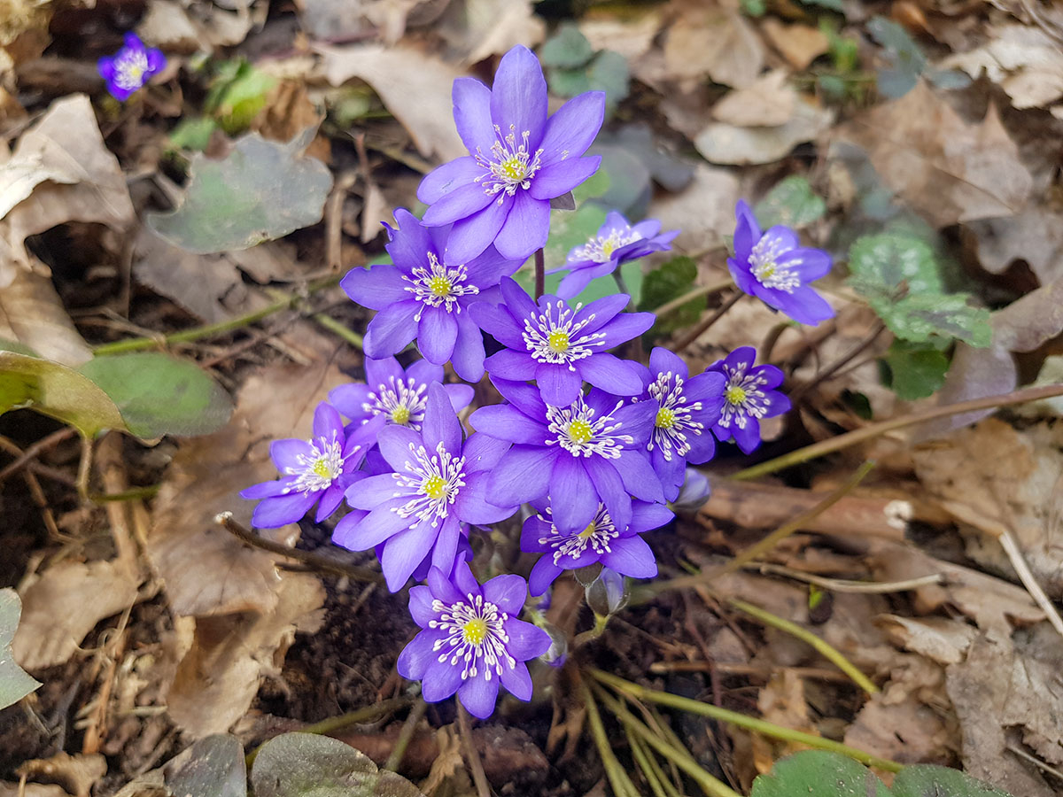 kwiatki Przylaszczka pospolita (Hepatica nobilis) w ziemie wokol liscie kwiatki Przylaszczka pospolita (Hepatica nobilis) w ziemie wokół liście uschnięte