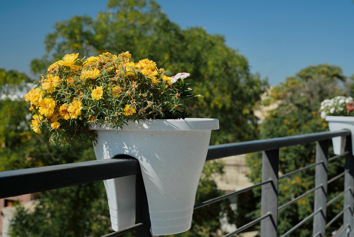kwiaty na sloneczny balkon zachodni