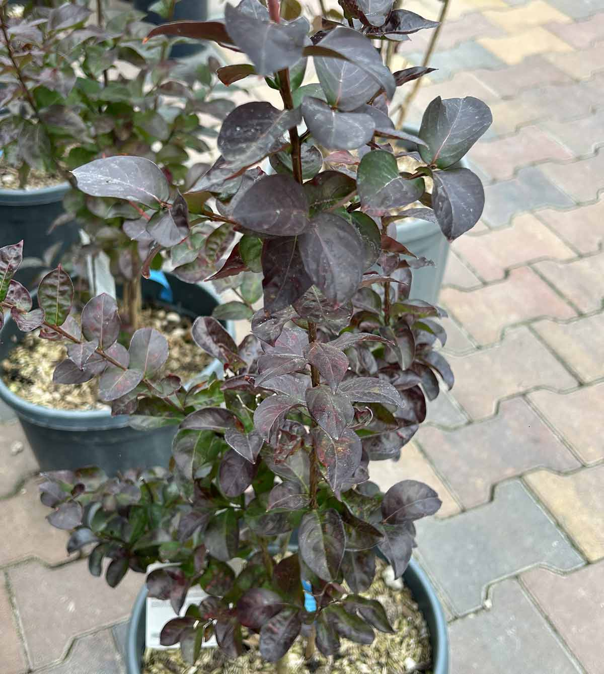 Lagerstroemia w donicy z ciemnymi, purpurowymi liśćmi jesienią