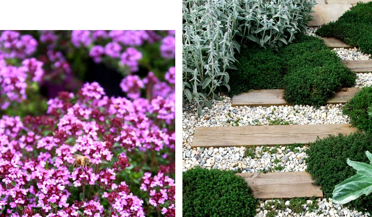 macierzanka Gardenowo pachnąca macierzanka Gardenowo