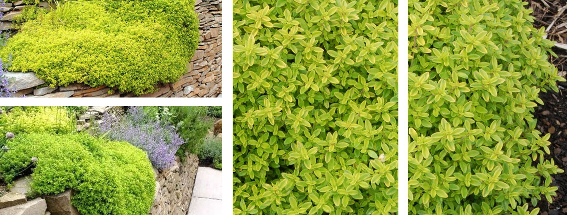 macierzanka Aurea Gardenowo macierzanka Aurea Gardenowo