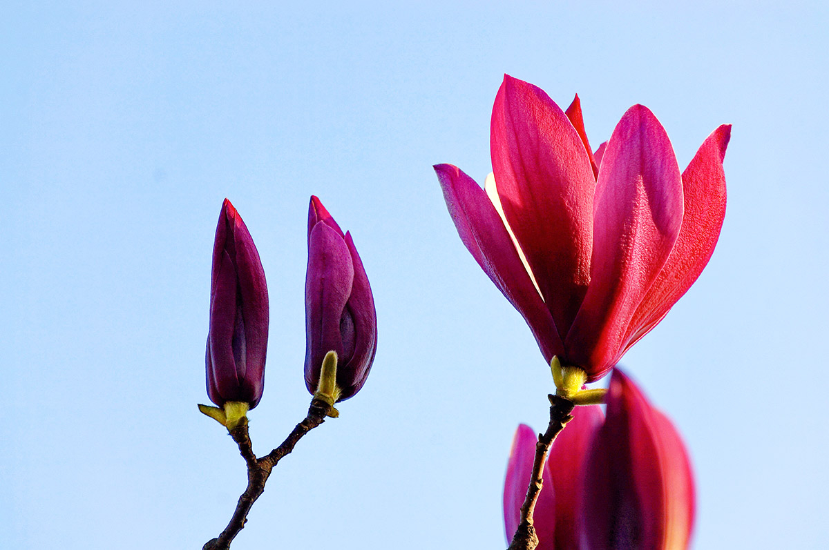 magnolia genie trzy kwiaty magnolia genie trzy kwiaty bordowe kwiaty na tle niebieskiego nieba
