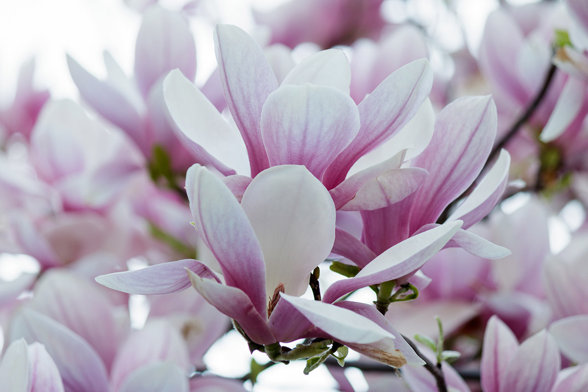 magnolia rozowo biala magnolia różowo biała trzy duże kwiaty na gałązce na tle niebieskiego nieba