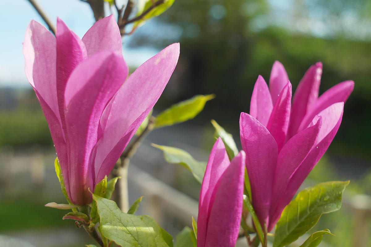 magnolia susan trzy duze piekne kwiaty magnolia susan trzy duże piękne kwiaty na gałązce na tle niebieskiego nieba