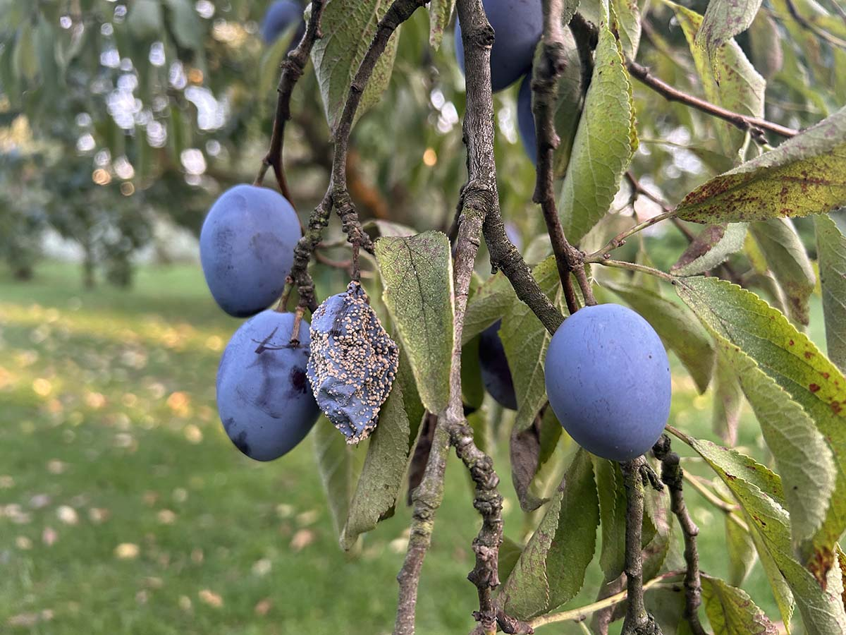 Śliwka porażona przez brunatną zgniliznę (moniliozę) pokryta szarymi brodawkami grzybni na tle zdrowych owoców