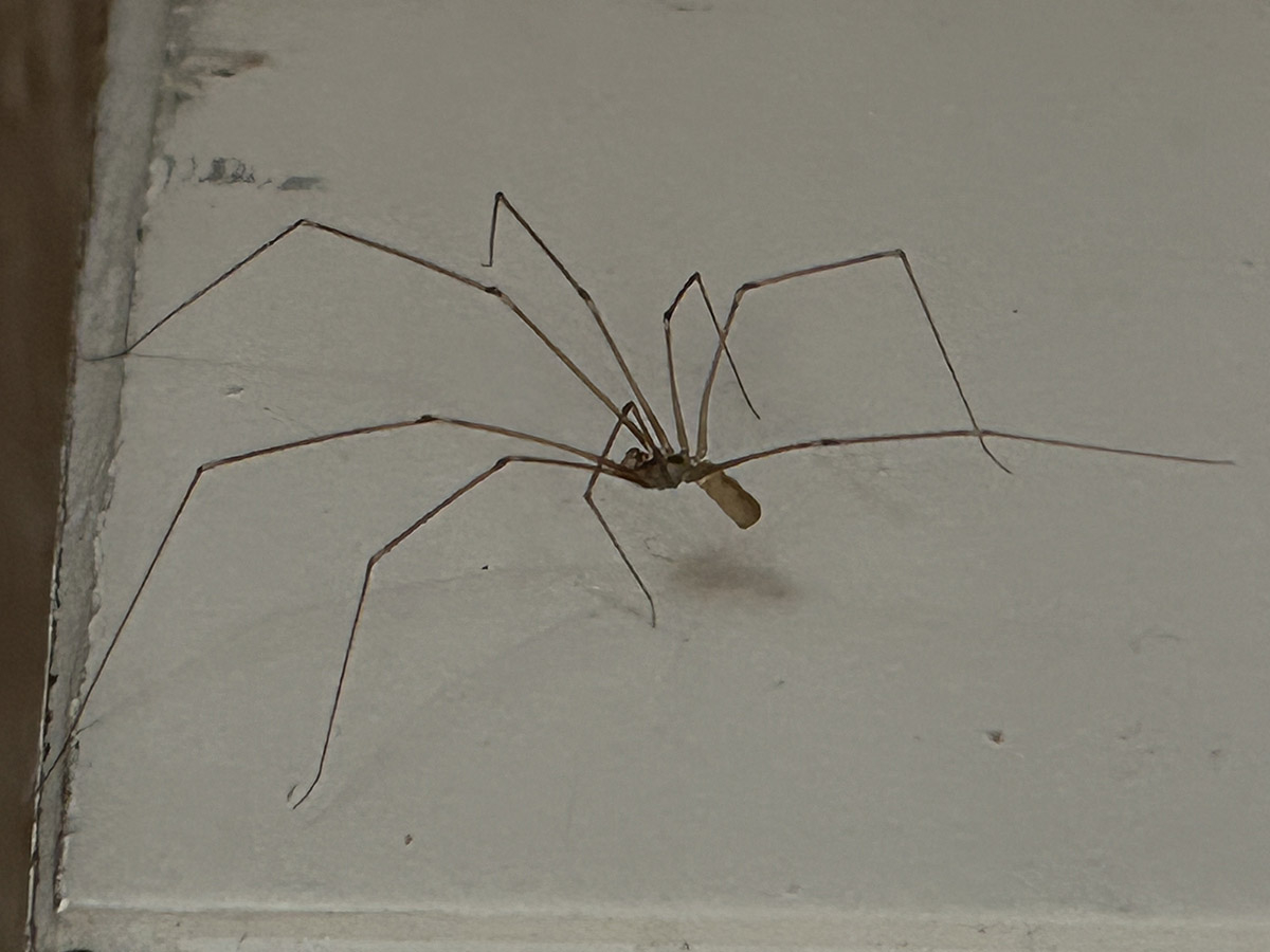 Zdjęcie pająka nasosznik trzęś (Pholcus phalangioides) o długich nogach na białej, domowej ścianie, widok z boku, ilustracja do artykułu.