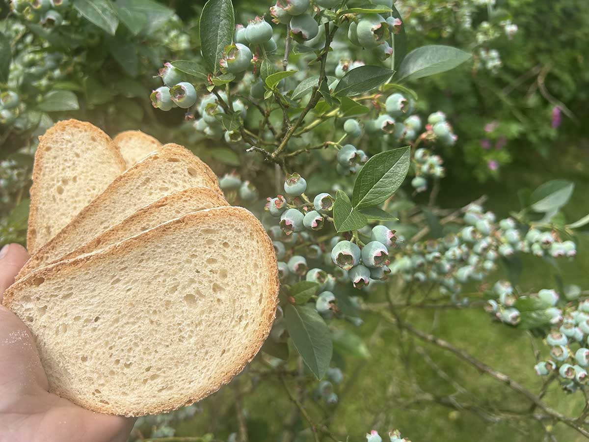 Czerstwy chleb jako ekologiczny nawóz zakwaszający pod borówkę Kromki czerstwego chleba trzymane w dłoni na tle krzewu borówki amerykańskiej jako naturalny nawóz