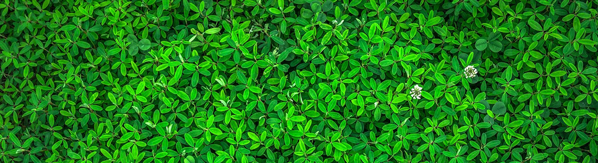 nawozy ekologiczne gardenowo.live nawozy ekologiczne gardenowo.live