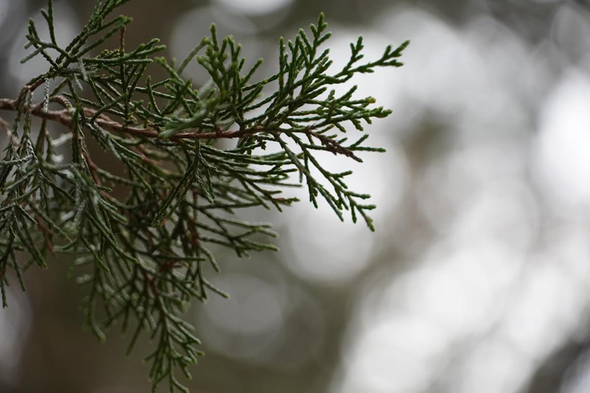 Juniperus jałowiec 