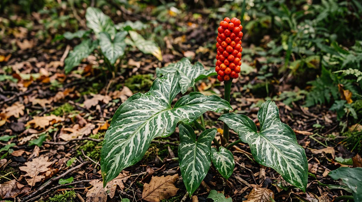 Arum italicum Marmoratum – dekoracyjne liście zimą Strzałkowate liście obrazków włoskich odmiany Marmoratum z kremowym marmurkowym użyłkowaniem