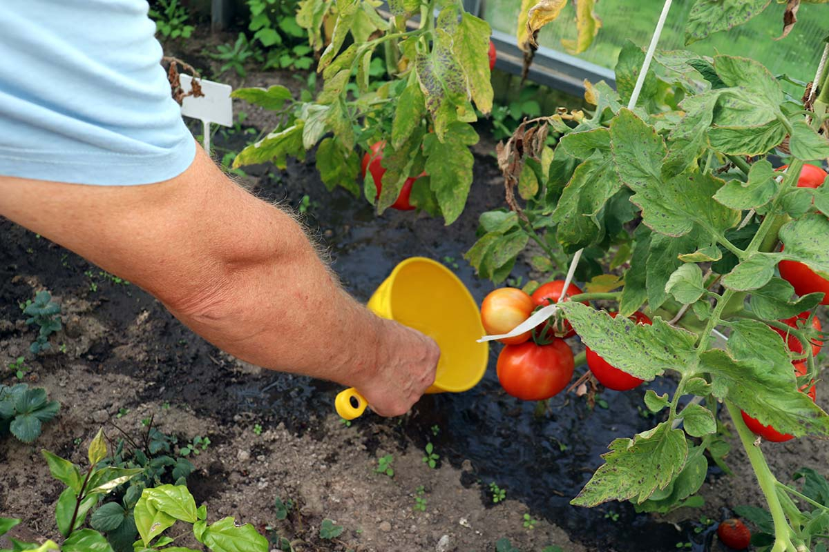 ogrodnik podlewa ręcznie wiadereczkiem krzaki pomidorów w szklarni ogrodnik podlewa ręcznie wiadereczkiem krzaki pomidorów w szklarni