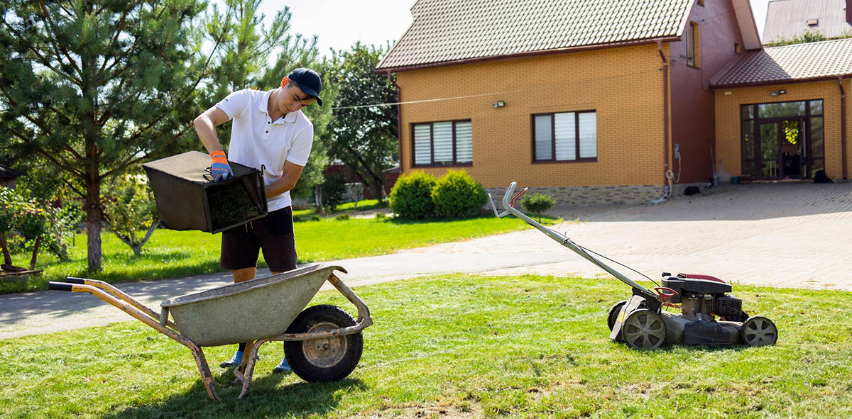 wertykulacja trawnika ogrodnik wysypuje trawe z kosza na taczke po wykonaniu wertykulacji trawnika