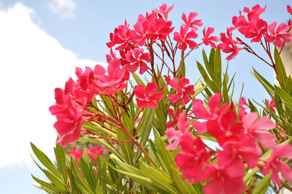 oleander pospolity czerowone kwiatki na tle nieba oleander pospolity czerowone kwiatki na tle nieba