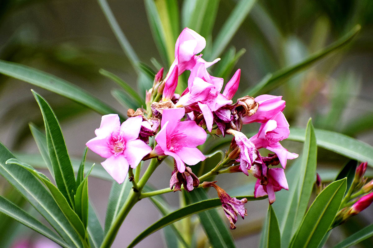 oleander pospolity makro na kilka kwiatow na tle zielonych lisci oleander pospolity makro na kilka kwiatów na tle zielonych liści