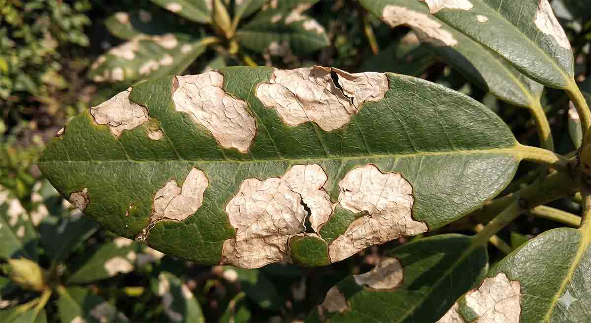 Oparzenie słoneczne liścia rododendrona oparzenia słoneczne na liściach rododendrona - białe i brązowe plamy