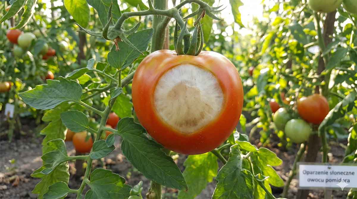 Oparzenie słoneczne owocu pomidora oparzenie słoneczne na owocu pomidora - blada wklęsła plama
