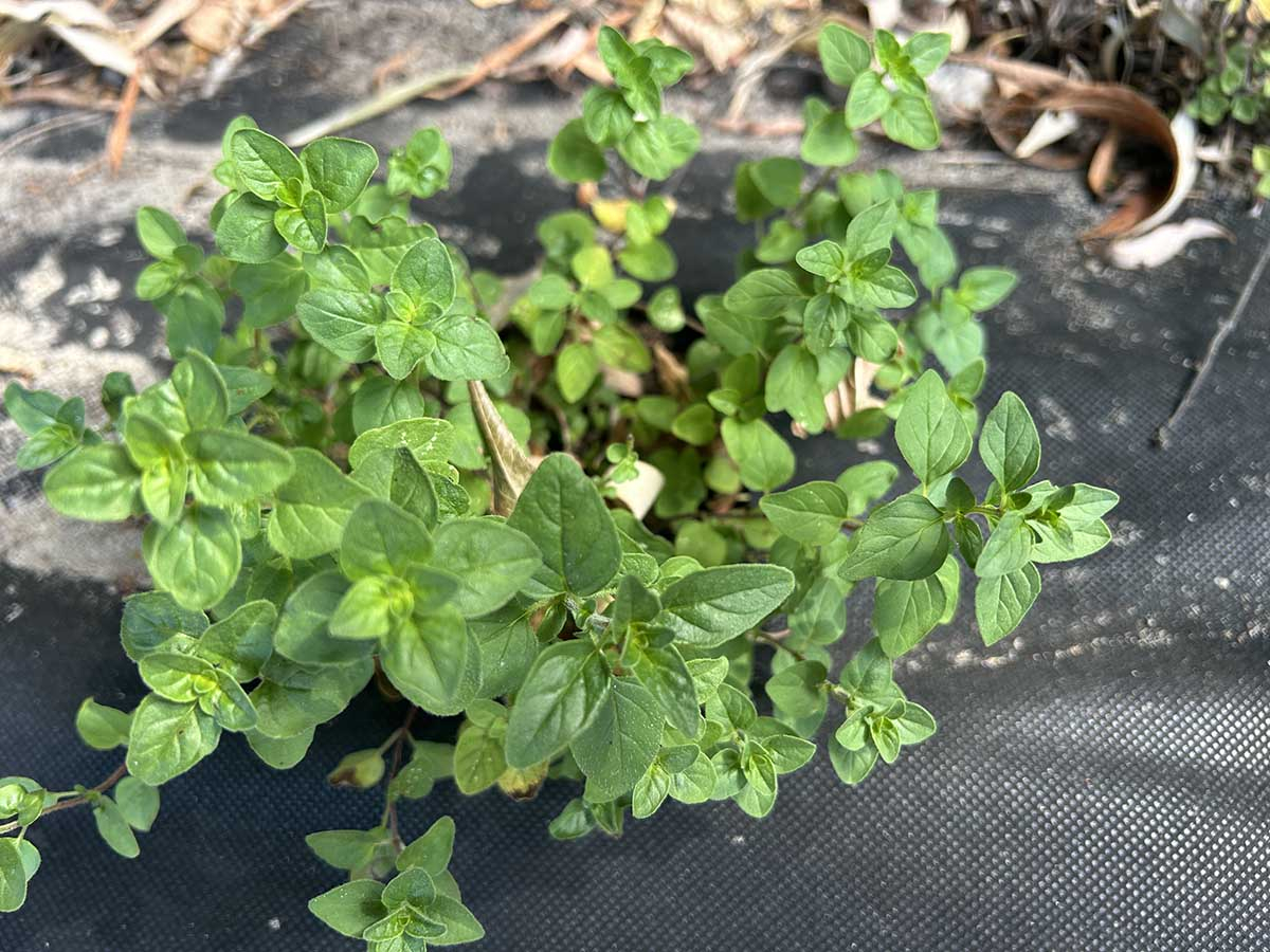 Świeże oregano przed zbiorem Młode, zielone liście oregano rosnące w ogrodzie na czarnej agrotkaninie, gotowe do zbioru we wrześniu.
