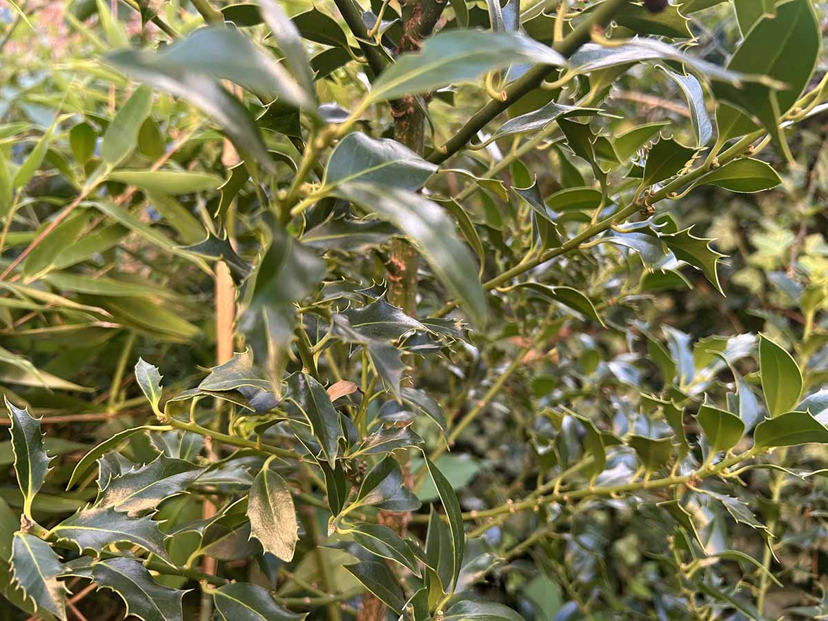 Liście ostrokrzewu kolczastego Błyszczące, kolczaste liście ostrokrzewu kolczastego (Ilex aquifolium) na pędzie, zbliżenie