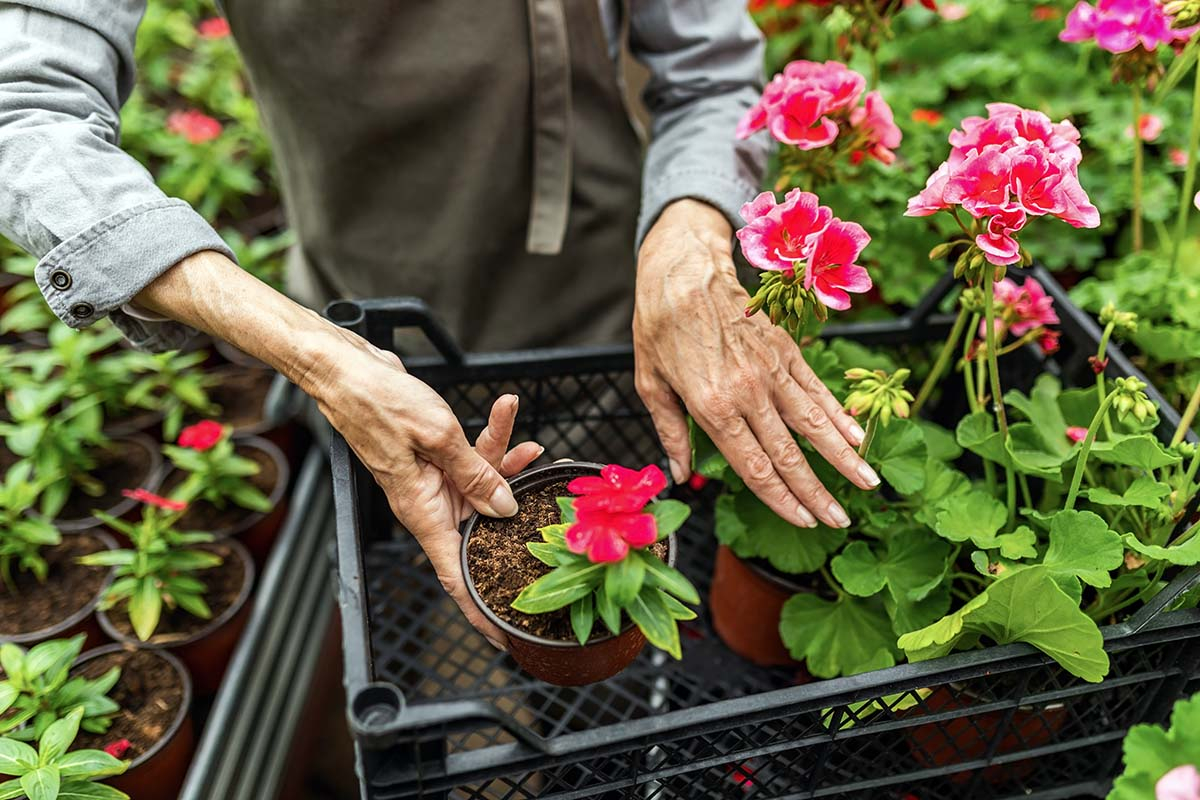 Pelargonia pachnąca Anginka w doniczce jako naturalny sposób na komary i kleszcze