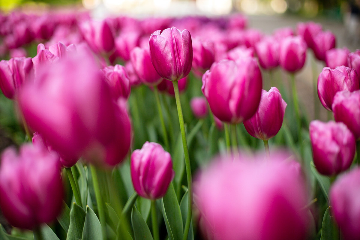 maj w ogrodzie pole rozowych tulipanow pole rozowych kwitnacych tulipanow