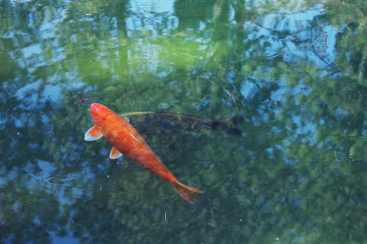pomaranczowy karp koi w oczku wodnym w ogrodzie