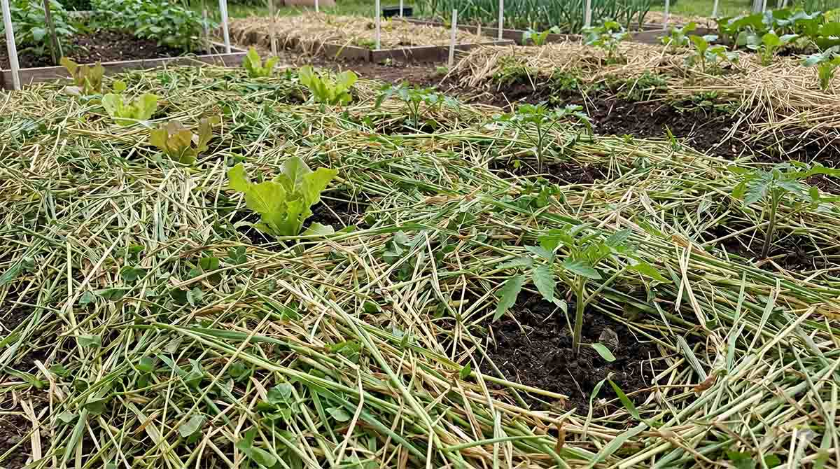poplon jako mulcz w uprawie no-dig