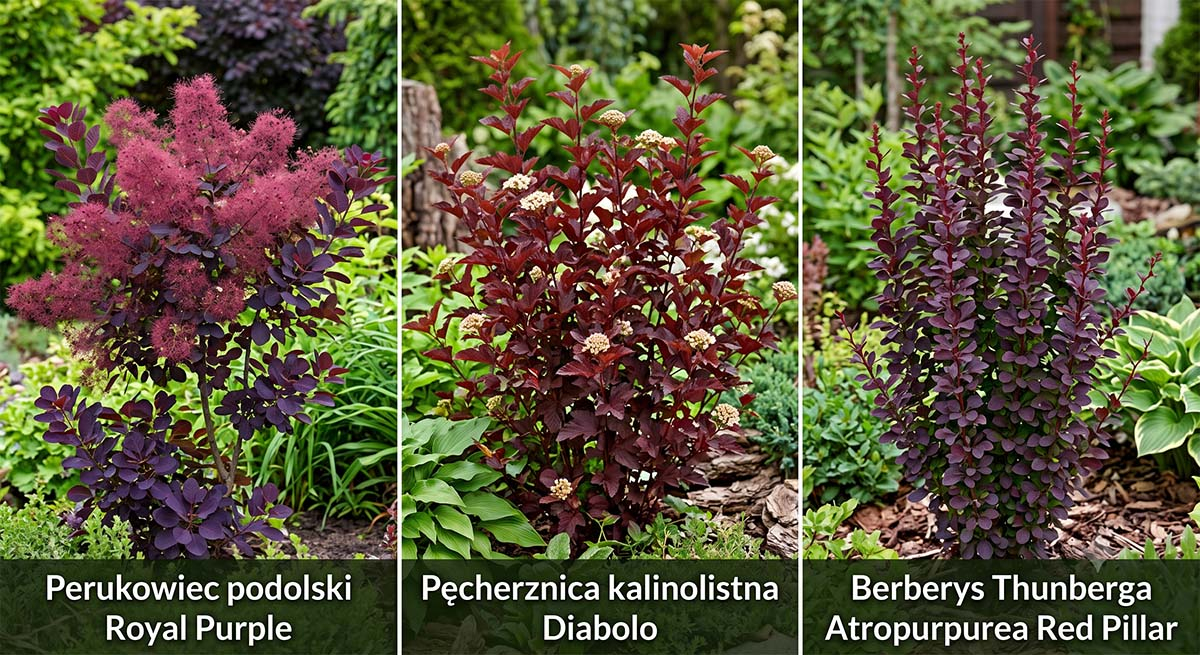 Zestawienie najpopularniejszych bordowych krzewów do ogrodu Grafika podzielona na trzy części prezentująca trzy bordowe krzewy ozdobne: Perukowiec podolski Royal Purple z puszystymi kwiatostanami, Pęcherznica kalinolistna Diabolo z kremowymi kwiatami oraz kolumnowy Berberys Thunberga Atropurpurea Red Pillar.