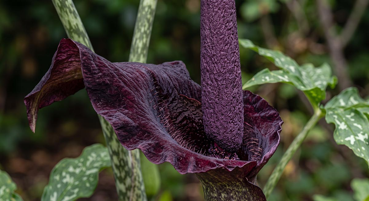 Smocza lilia (Dracunculus vulgaris) - zbliżenie makro na unikalny kwiat Szczegółowe powiększenie makro kwiatu smoczej lilii (Drakunkulus zwyczajny), pokazujące głęboką purpurową, aksamitną pochwę z drobnymi kolcami oraz centralną, chropowatą kolbę w zbliżeniu.
